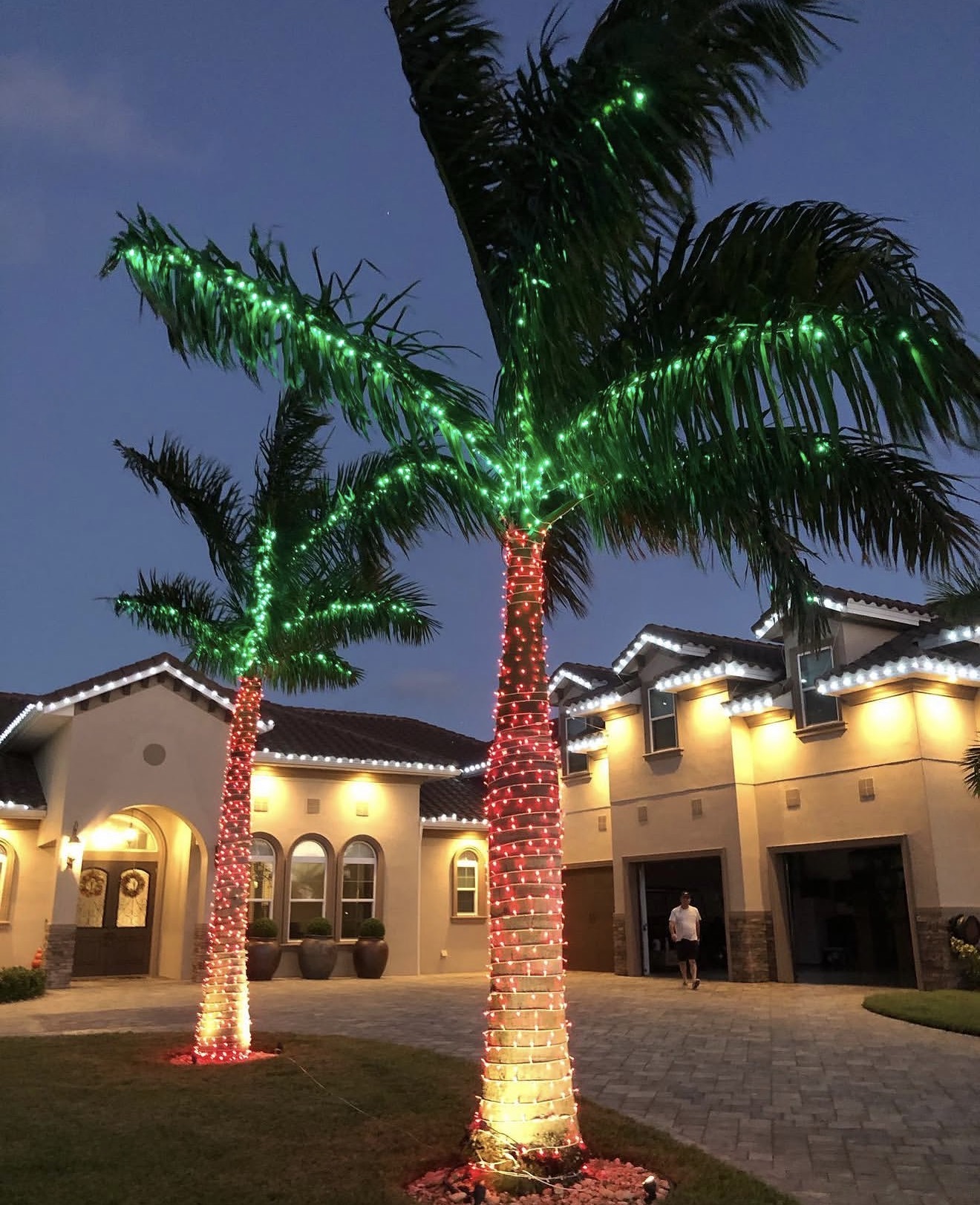 Palm trees decorated with red and green Christmas lights